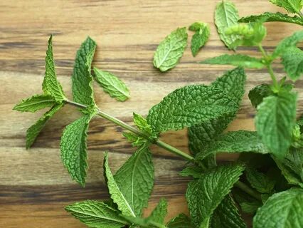 خرید سبزی نعنا خشک صادراتی با قیمت باور نکردنی